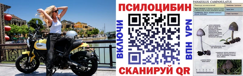 mega зеркало  Щигры  Псилоцибиновые грибы GOLDEN TEACHER  цены наркотик 